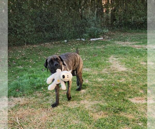 Medium Photo #5 Presa Canario Puppy For Sale in Belleville, MI, USA