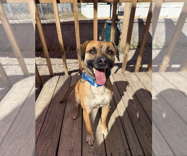 Medium Photo #2 Mutt Puppy For Sale in Aurora, CO, USA