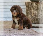 Small #3 Bernedoodle (Miniature)