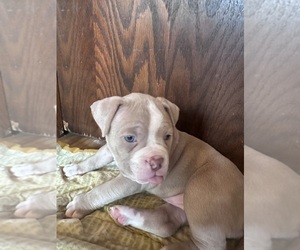 Medium American Bully