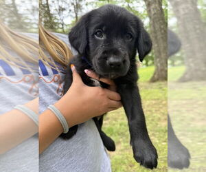 Golden Labrador Dogs for adoption in Aurora, IN, USA