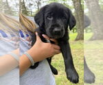 Small Golden Labrador