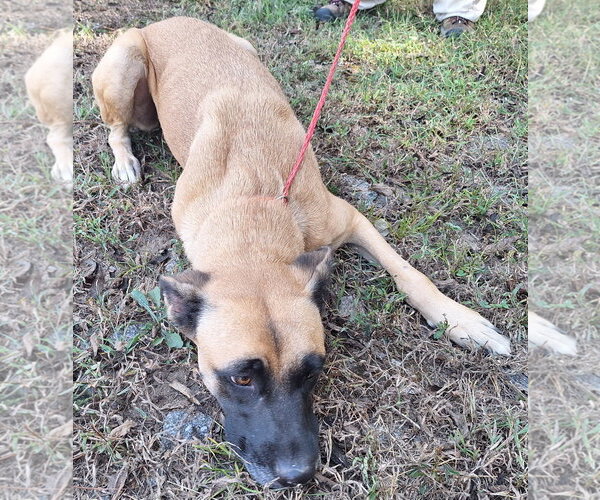 Medium Photo #3 Boxer-Unknown Mix Puppy For Sale in Wetumpka, AL, USA