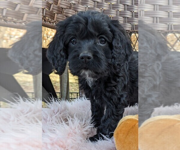 Medium Photo #6 Cock-A-Poo Puppy For Sale in SALEM, MO, USA