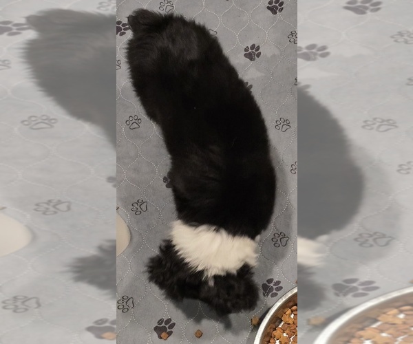 Medium Photo #3 Miniature Australian Shepherd Puppy For Sale in WADESBORO, NC, USA