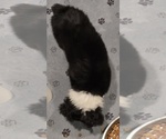 Small #2 Miniature Australian Shepherd