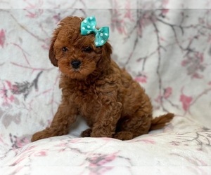 Cavapoo-Poodle (Miniature) Mix Puppy for sale in LAKELAND, FL, USA
