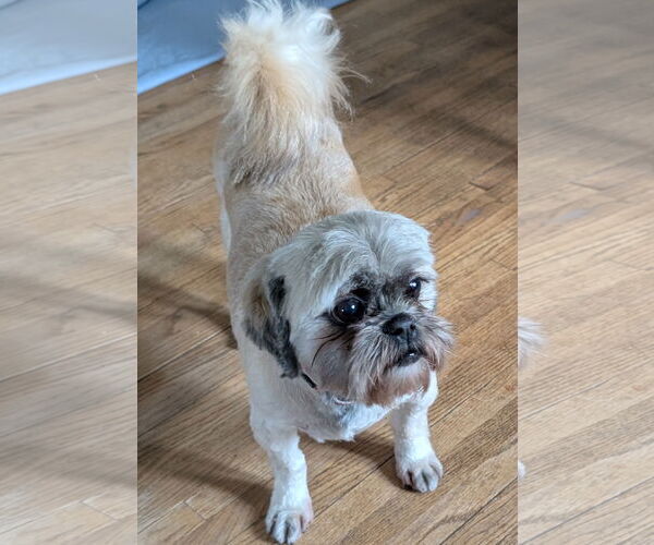 Medium Photo #4 Shih Tzu Puppy For Sale in Brooklyn Center, MN, USA