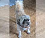 Small #3 Shih Tzu