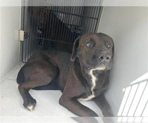 Labrador Retriever Dogs for adoption in Houston, TX, USA