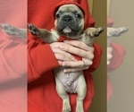 Small Photo #58 French Bulldog Puppy For Sale in WEXFORD, PA, USA