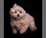 Small Photo #106 Maltipoo (Miniature) Puppy For Sale in WARSAW, IN, USA