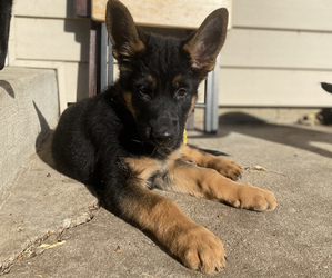 German Shepherd Dog Puppy for sale in GLENDALE, WI, USA