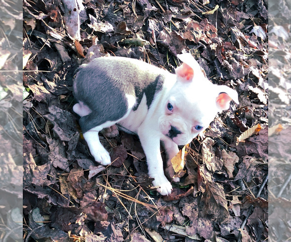 Medium Photo #7 Boston Terrier Puppy For Sale in NEWBURY, MA, USA