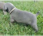 Small Photo #5 Weimaraner Puppy For Sale in SOCIAL CIRCLE, GA, USA