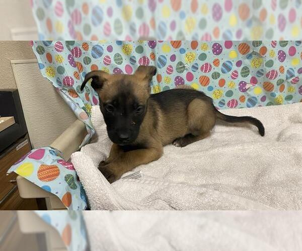 Medium Photo #1 German Shepherd Dog-Unknown Mix Puppy For Sale in Modesto, CA, USA