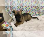Small German Shepherd Dog Mix