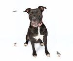 Small #1 American Pit Bull Terrier-American Staffordshire Terrier Mix