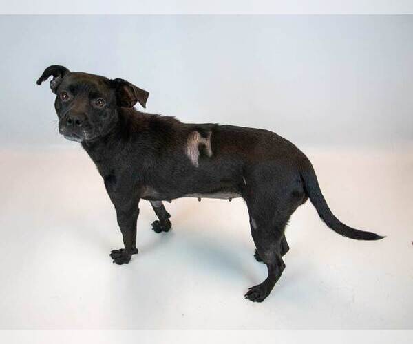Medium Photo #5 Labrador Retriever-Unknown Mix Puppy For Sale in Kennesaw, GA, USA