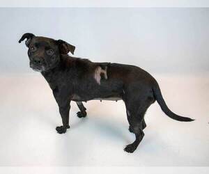 Jolene - Female Labrador Retriever-Unknown Mix Dog for Adoption - Photo #5