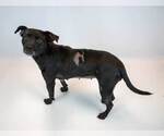 Small #4 Labrador Retriever Mix