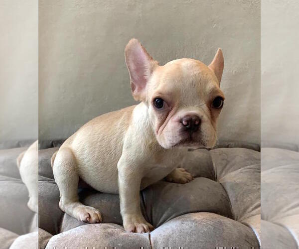 Medium Photo #10 French Bulldog Puppy For Sale in CHARLESTON, SC, USA
