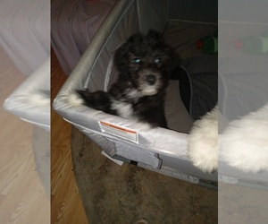 Sheepadoodle Puppy for sale in WARSAW, VA, USA