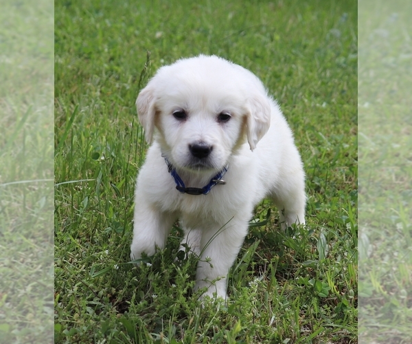 Medium Photo #10 English Cream Golden Retriever Puppy For Sale in MARION CENTER, PA, USA