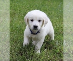 Small Photo #10 English Cream Golden Retriever Puppy For Sale in MARION CENTER, PA, USA