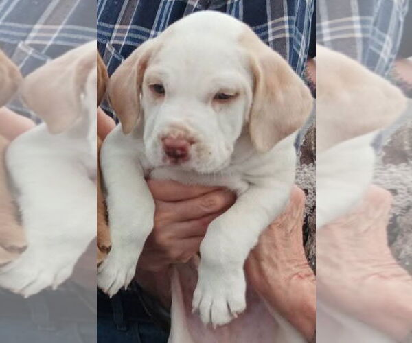 Medium Photo #2 American Bulldog-Unknown Mix Puppy For Sale in Sanford, FL, USA