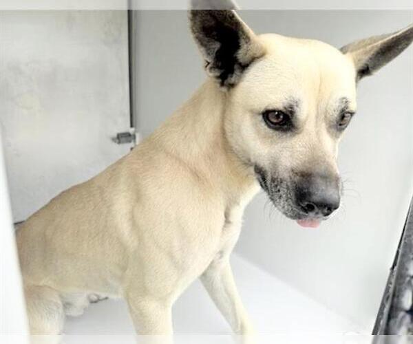 Medium Photo #1 Black Mouth Cur-Unknown Mix Puppy For Sale in Houston, TX, USA