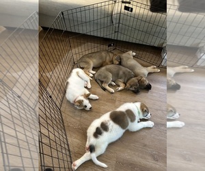 Akita-Huskies  Mix Puppy for Sale in DUBLIN, California USA