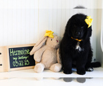 Puppy 5 Newfoundland