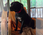 Small #1 Mutt