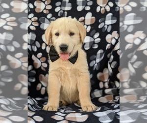 Golden Shepherd Puppy for sale in OXFORD, PA, USA