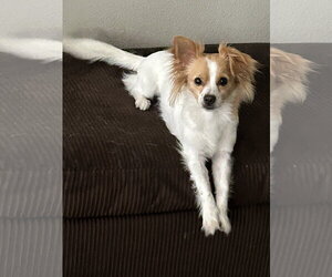 MITCH - Male Papillon-Unknown Mix Dog for Adoption - Photo #2