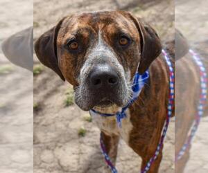 English Foxhound-Unknown Mix Dogs for adoption in Tulsa, OK, USA