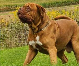 Father of the Dogue de Bordeaux puppies born on 04/22/2022