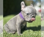 Small #3 French Bulldog
