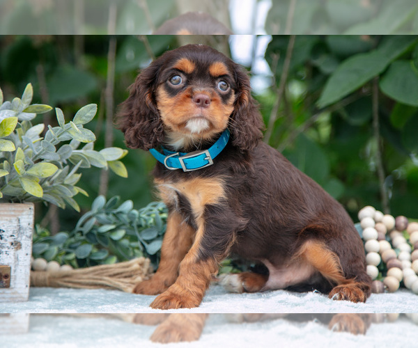 Medium Photo #32 Cavalier King Charles Spaniel Puppy For Sale in SALEM, IN, USA