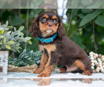 Puppy Hunter Cavalier King Charles Spaniel