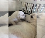 Small #10 Labrador Retriever