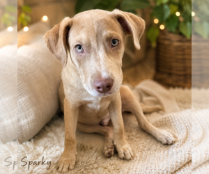 Catahoula Leopard Dog-Unknown Mix Dogs for adoption in Sterling, MA, USA