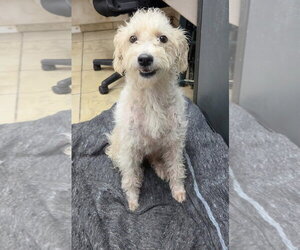 Poodle (Miniature)-Unknown Mix Dogs for adoption in El Centro, CA, USA