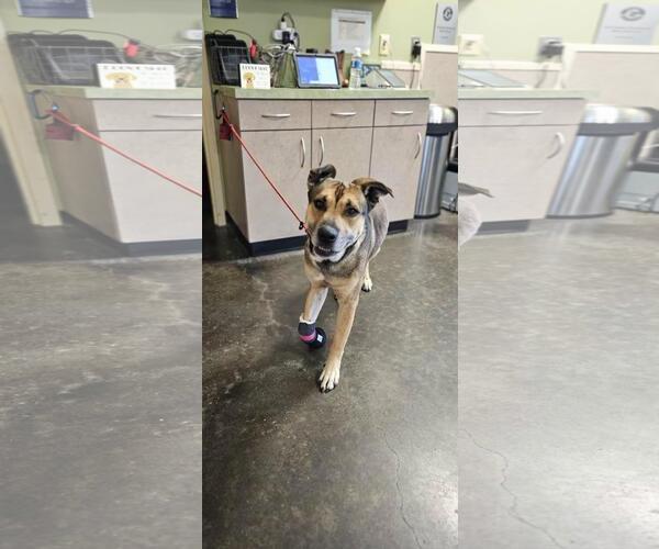 Medium Photo #2 Mutt Puppy For Sale in Rockwall, TX, USA