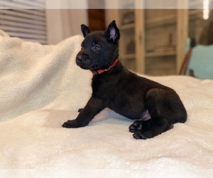 Belgian Malinois Puppy for sale in GUNTOWN, MS, USA