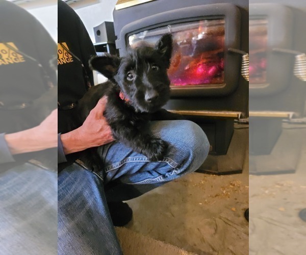 Medium Photo #5 Scottish Terrier Puppy For Sale in NEOSHO, MO, USA