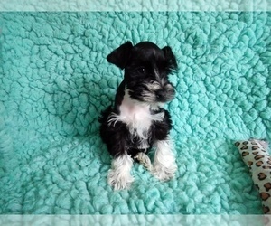 Schnauzer (Miniature) Puppy for sale in LAUREL, MS, USA