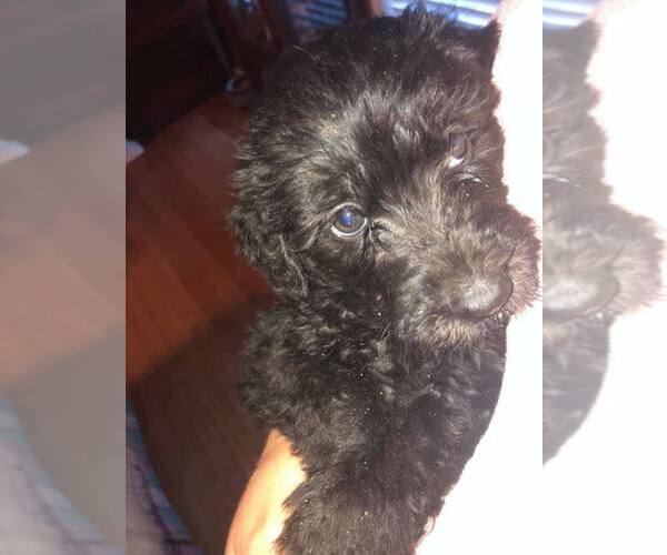 Medium Photo #9 Labradoodle Puppy For Sale in STATESBORO, GA, USA