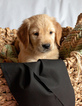 Small Photo #6 Golden Retriever Puppy For Sale in EX SPGS, MO, USA